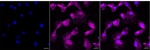 KRIT1 Recombinant Rabbit Monoclonal Antibody (25GB4350)