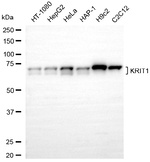 KRIT1 Antibody in Western Blot (WB)