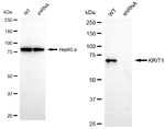 KRIT1 Antibody in Western Blot (WB)