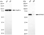 KPNA1 Antibody in Western Blot (WB)