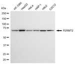 Kindlin 2 Antibody in Western Blot (WB)