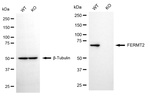 Kindlin 2 Antibody in Western Blot (WB)