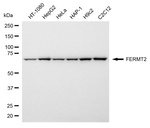 Kindlin 2 Antibody in Western Blot (WB)