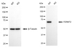 Kindlin 2 Antibody in Western Blot (WB)