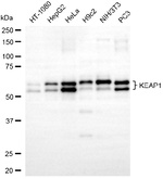 KEAP1 Monoclonal Antibody (25GB495)