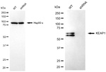 KEAP1 Antibody in Western Blot (WB)