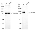 KCTD3 Antibody in Western Blot (WB)