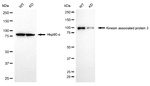 KAP3 Antibody in Western Blot (WB)