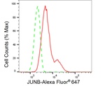 JunB Antibody in Flow Cytometry (Flow)