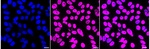 JunB Recombinant Rabbit Monoclonal Antibody (23GB6175)
