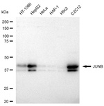 JunB Antibody in Western Blot (WB)