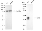 JunB Antibody in Western Blot (WB)