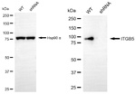 ITGB5 Antibody in Western Blot (WB)
