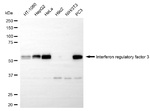 IRF3 Antibody in Western Blot (WB)