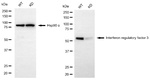 IRF3 Antibody in Western Blot (WB)