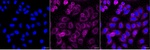 IRAK1 Antibody in Immunocytochemistry (ICC/IF)