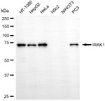 IRAK1 Antibody in Western Blot (WB)