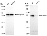 IRAK1 Antibody in Western Blot (WB)