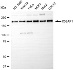 IQGAP1 Antibody in Western Blot (WB)