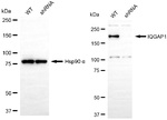 IQGAP1 Antibody in Western Blot (WB)