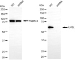 ILVBL Antibody in Western Blot (WB)