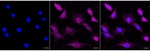 ILK Recombinant Rabbit Monoclonal Antibody (25GB2905)
