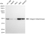 ILK Antibody in Western Blot (WB)