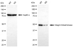 ILK Antibody in Western Blot (WB)