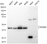 IkB epsilon Antibody in Western Blot (WB)