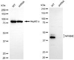 IkB epsilon Antibody in Western Blot (WB)