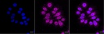 IkB alpha Recombinant Rabbit Monoclonal Antibody (25GB4040)