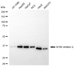 IkB alpha Antibody in Western Blot (WB)