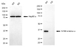 IkB alpha Antibody in Western Blot (WB)