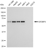 IGF2BP3 Antibody in Western Blot (WB)