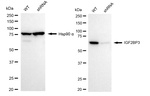IGF2BP3 Antibody in Western Blot (WB)
