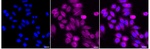 Huntingtin Recombinant Rabbit Monoclonal Antibody (23GB6285)