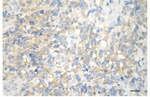 Huntingtin Antibody in Immunohistochemistry (Paraffin) (IHC (P))