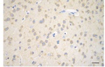 Huntingtin Antibody in Immunohistochemistry (Paraffin) (IHC (P))
