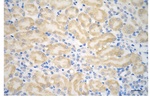 Huntingtin Antibody in Immunohistochemistry (Paraffin) (IHC (P))