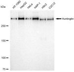 Huntingtin Antibody in Western Blot (WB)