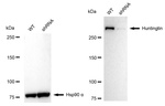 Huntingtin Antibody in Western Blot (WB)