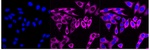 PKR Monoclonal Antibody (24GB7125)