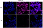 PKR Antibody in Immunocytochemistry (ICC/IF)