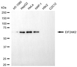 PKR Antibody in Western Blot (WB)