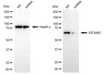 PKR Antibody in Western Blot (WB)