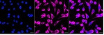 PKR Recombinant Rabbit Monoclonal Antibody (25GB3455)