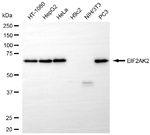 PKR Antibody in Western Blot (WB)
