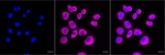 PKR Recombinant Rabbit Monoclonal Antibody (25GB4175)