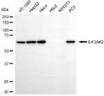 PKR Antibody in Western Blot (WB)