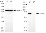 PKR Antibody in Western Blot (WB)